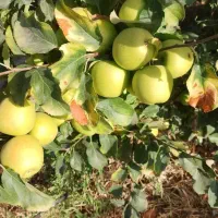 نهال سیب پایه رویشی (پایه خارجی)|خدمات باغبانی و درختکاری|نقده, |دیوار