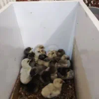 جوجه امروکانا