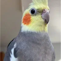 عروس هلندی نر