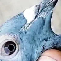 کبوتر جان اردن نر سیلور