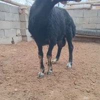 بره شیری