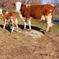 گاو مونت بیلیارد شیری جوان با گوساله هرفورد نر