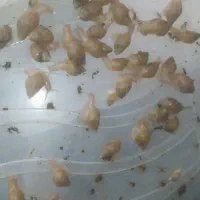 حلزون برای صورت