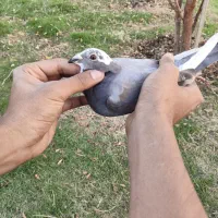 کفتر پلاکی جوجه امساله