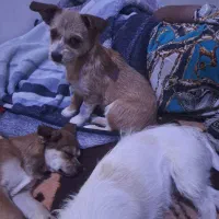 طوله سگ خانگی