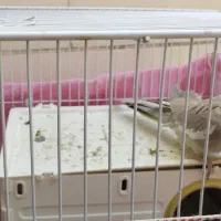 فروش عروس هلندی|پرنده|مشهد, شهید قربانی|دیوار