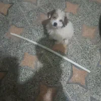 سگ گمشده مژدگونی میدم