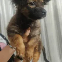 توله اشپیتز پامر