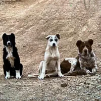 واگزاری سگ ماده