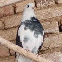 بیست عدد کبوتر|پرنده|قروه, |دیوار