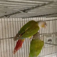 گرینچیک جفت بالغ|پرنده|پاکدشت, پاکدشت (مامازند)|دیوار