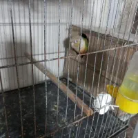 فروش گرینچیک آناناسی
