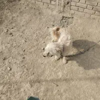 سگ پاکوتاه|سگ|سلماس, |دیوار