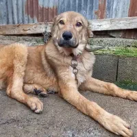 سرابی توله اصیل زیرقیمت معاوضه و فروش فوری|سگ|آمل, |دیوار