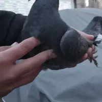 کبوتر زاغ|پرنده|آق قلا, |دیوار