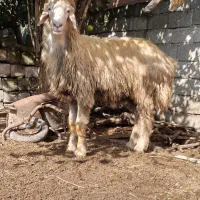 بره گوسفند قوچ تخمی کشتاری