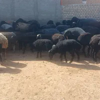میش بره دار