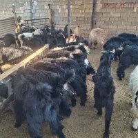 کهره نر سبک وزن|حیوانات مزرعه|شیراز, شهرک رضوان|دیوار