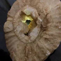 فسیل دریایی