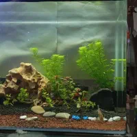 آکواریم پلنت شیشه خم با وسایل