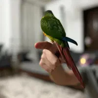 طوطی گیرینچیک دستی|پرنده|اصفهان, کوی ولی عصر|دیوار