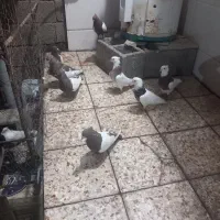 پرنده کبوتر