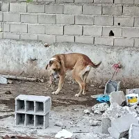 سگ سراب افغان|سگ|فاضل آباد, |دیوار