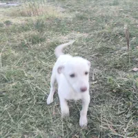 بیستی|سگ|اهر, |دیوار