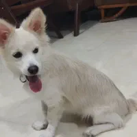 سگ پامر اشپیتز|سگ|قشم, |دیوار