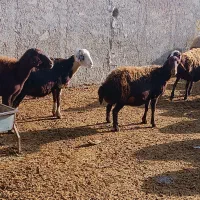 میش بره دار|حیوانات مزرعه|بشاریات, |دیوار