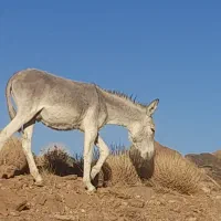 الاغ و سگ