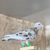 پرنده