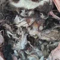 پشمه دام  رایگان