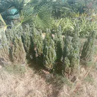 درختچه تزیینی زیبای پالم مخصوص ویلا باغ|گل و گیاه طبیعی|ساری, |دیوار