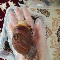 حلزون سوپر مولد 4عدد 14سانتی با خاویار و جوجه 500