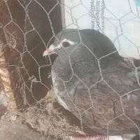 کبوتر  پیدا شده