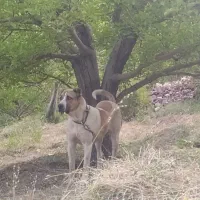 سگ سرابی
