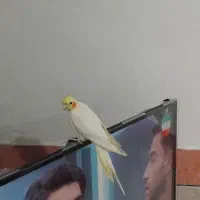 عروس‌هلندی