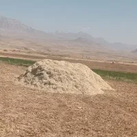 کاه لوبیا