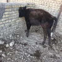 گوساله نر ۱۲۰کیلویی|حیوانات مزرعه|معصومیه, |دیوار