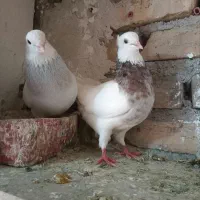 طوقی ابی|پرنده|تربت‌حیدریه, باغ سلطانی|دیوار