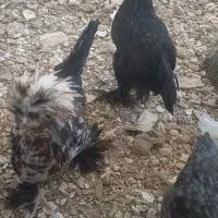 فروش خروس سلطان|حیوانات مزرعه|سیرجان, |دیوار