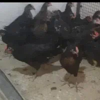 مرغ قربانی سیاه سفید|حیوانات مزرعه|پاکدشت, پاکدشت (مامازند)|دیوار