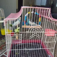 مرغ عشق نروماده
