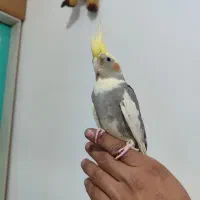 عروس هلندی جفت|پرنده|پاکدشت, کبودگنبد|دیوار