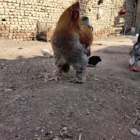 مرغو خروس برهما اصیل