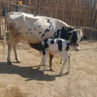 گاوفروش|حیوانات مزرعه|آبدانان, |دیوار