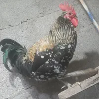 مرغ و  خروس دوراهک