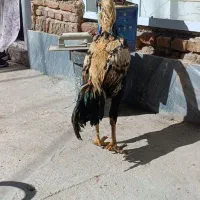 مرغ و خروس واقعا دانگ بال همانند شتر مرغ|حیوانات مزرعه|ملکان, |دیوار