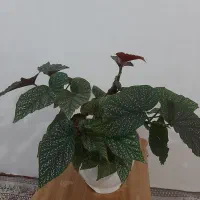 گل عروس در سایز بزرگ